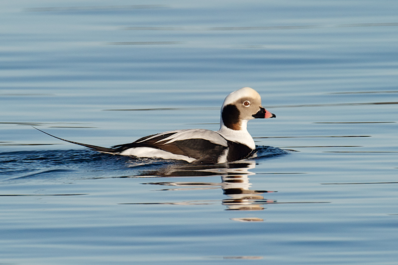 Index Birds Havelle - Long-tailed Duck (clangula Hyemalis) Male