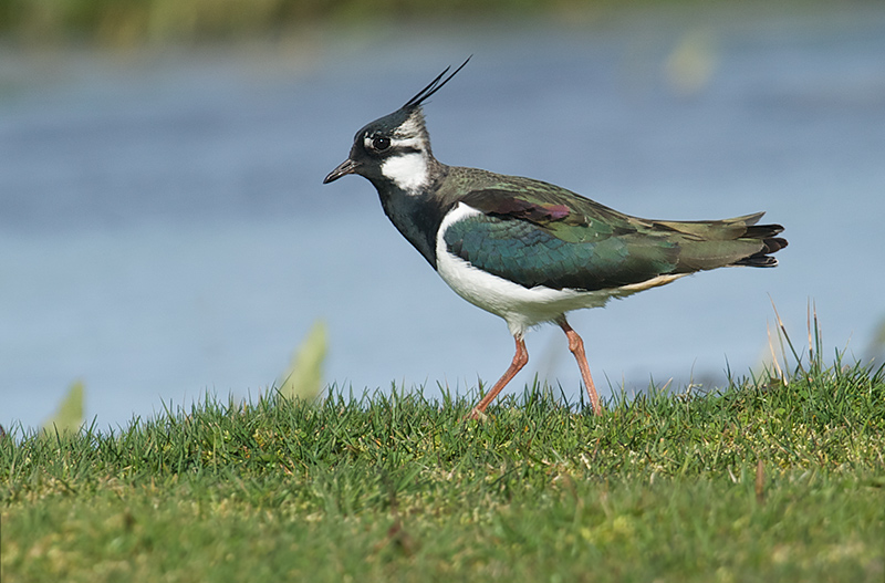 Northern Lapwing - Alchetron, The Free Social Encyclopedia