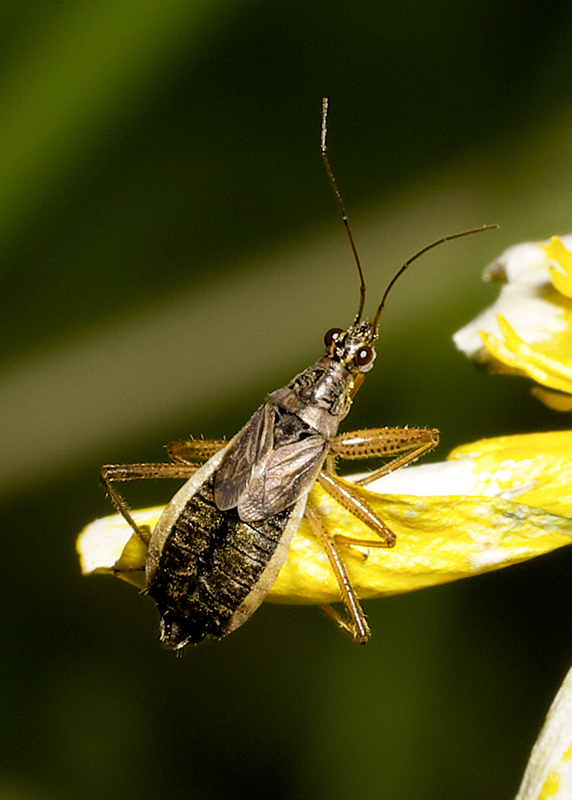 Index Macro Nabis Flavomarginatus