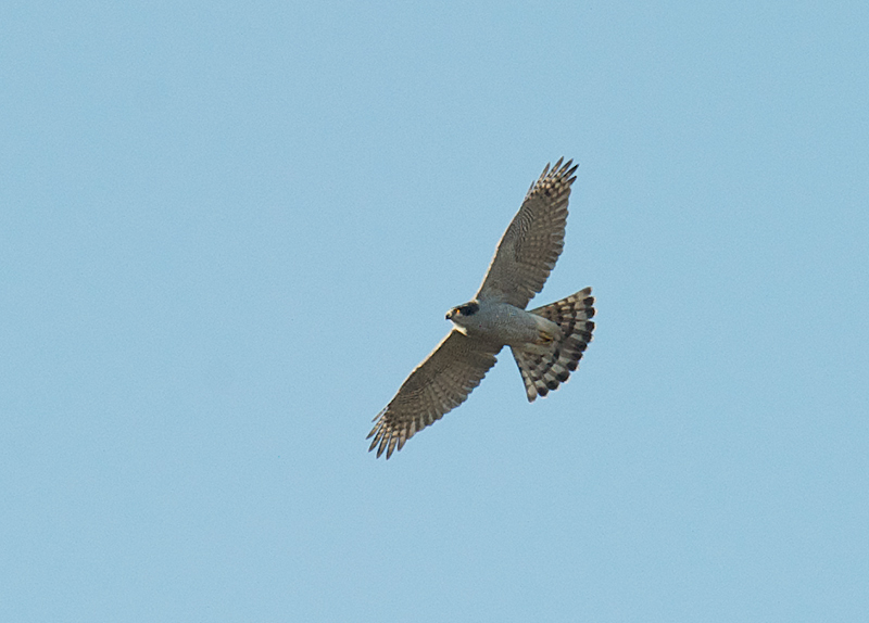 Index/Birds/Hønsehauk - Northern Goshawk (Accipiter gentilis)