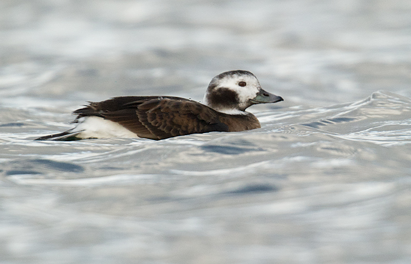 Index/Birds/Havelle - Long-tailed Duck (Clangula hyemalis)ad. female