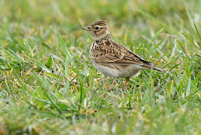 Index/Birds/Sanglerke - Common Skylark (Alauda arvensis)