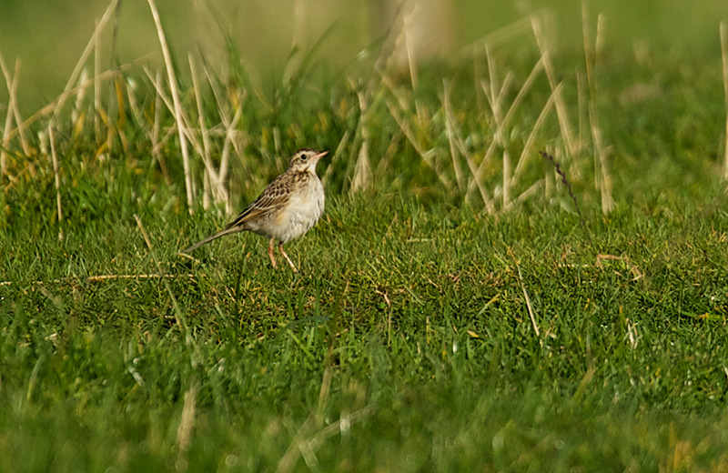 Index/Birds/Tartarpiplerke - Richard`s Pipit (Anthus richardi)