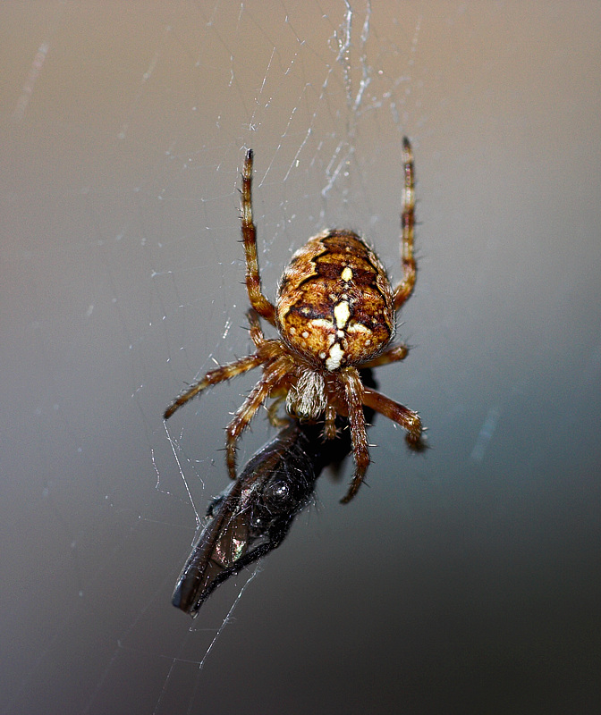 Index/Macro/Korsedderkopp (Araneus diadematus)