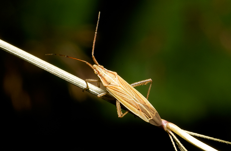 Index/Macro/Stenodema laevigata